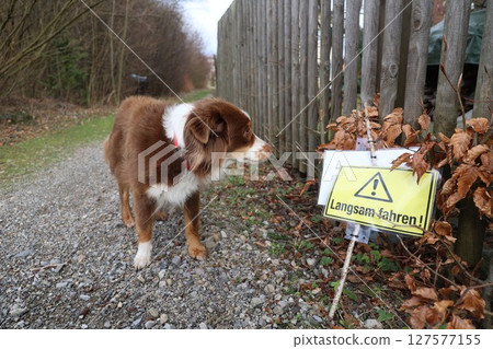 A brown and white dog is standing in front of a yellow sign that says Langsam Fa A brown and white dog is standing in front of a yellow sign that says Langsam Fa 127577155