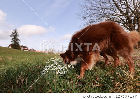 A brown dog is sniffing a field of flowers 127577157