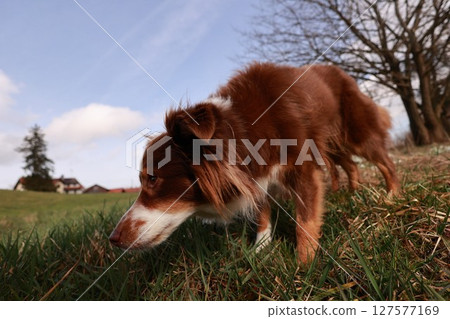 A brown and white dog is sniffing the grass A brown and white dog is sniffing the grass 127577169