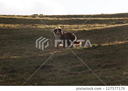 A brown dog is walking on a grassy hill 127577170