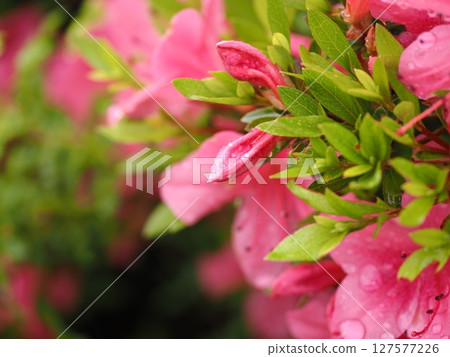 Azalea wet in the rain Azalea wet in the rain 127577226