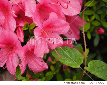 Azalea wet in the rain Azalea wet in the rain 127577227
