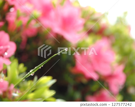 Azalea wet in the rain 127577242