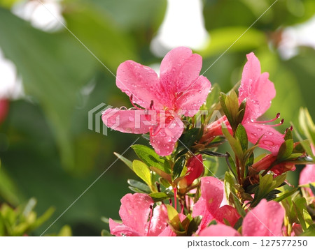Azalea wet in the rain 127577250