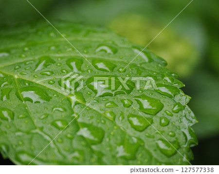 Hydrangea wet in the rain 127577338