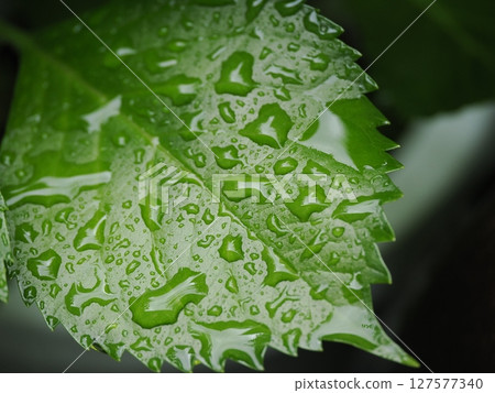 Hydrangea wet in the rain 127577340
