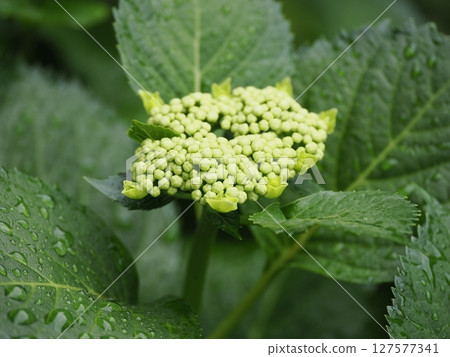 繡球花在雨中濕潤 127577341