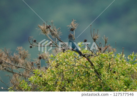 一對友善的滾軸 127577546