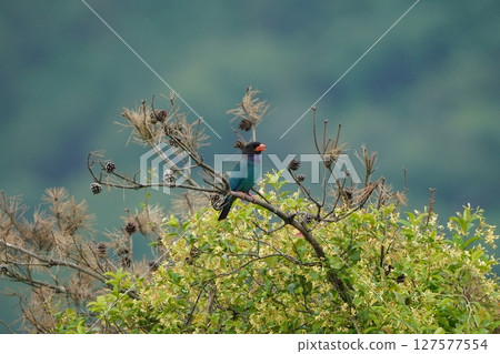 A friendly pair of rollers 127577554