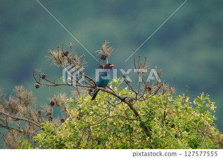 一對友善的滾軸 127577555