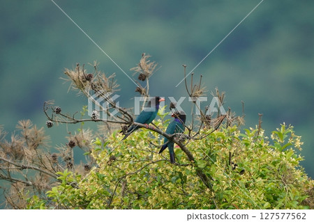 一對友善的滾軸 127577562