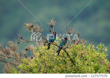 一對友善的滾軸 一對友善的滾軸 127577570