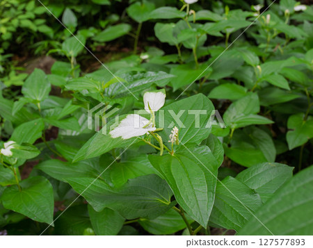 Blooming Hangeshoe (Hangeshoe) flowers and white leaves Blooming Hangeshoe (Hangeshoe) flowers and white leaves 127577893