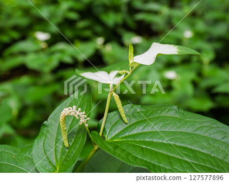 盛開的 Hangeshoe(Hangeshoe)花朵和白色葉子 盛開的 Hangeshoe(Hangeshoe)花朵和白色葉子 127577896