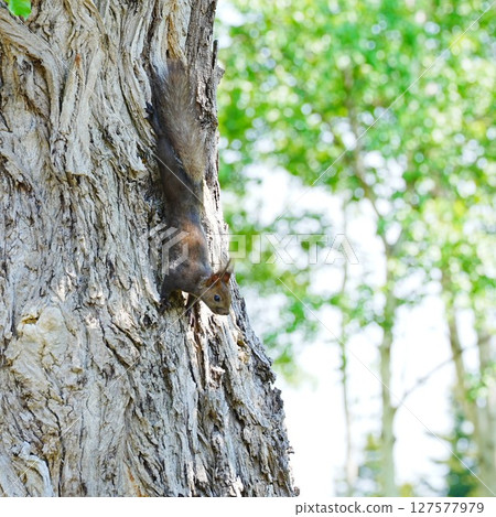 北海道的野生動物：北海道松鼠 127577979