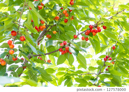 Cherries at harvest time - Sato Nishiki - Cherries at harvest time - Sato Nishiki - 127578000