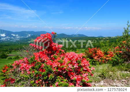 Azaleas at Sugadaira Ranch 127578024