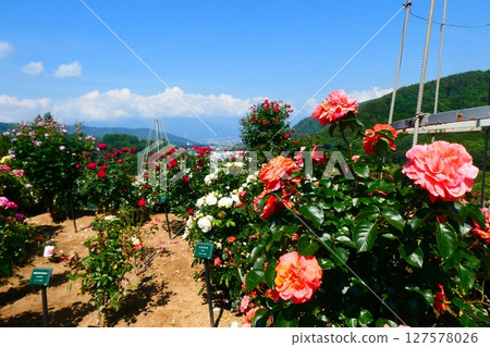 Takato Shinwanooka Rose Garden 127578026