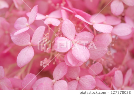 Cute pink hydrangea petals [early summer] [rainy season] 127578028