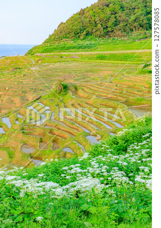 Shiroyone Senmaida in early summer, Wajima City, Ishikawa Prefecture 127578085