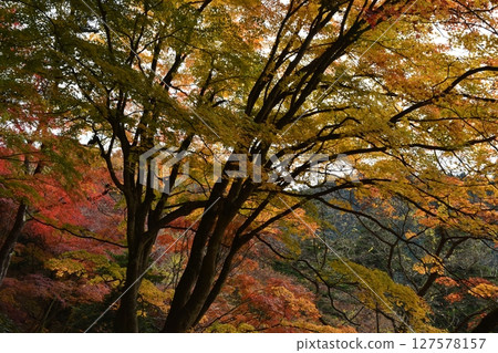 Mitake Valley in autumn foliage season, Tokyo 127578157