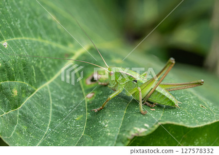 Grasshopper larva Grasshopper larva 127578332