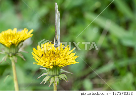 Swallowfish that sucks nectar of flowers Swallowfish that sucks nectar of flowers 127578338