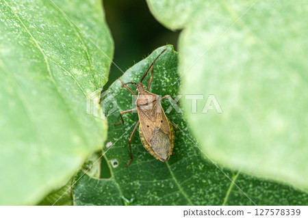 Hoshi Hararillo Helicopter bug Hoshi Hararillo Helicopter bug 127578339