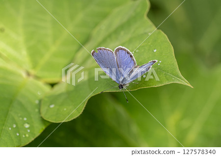 Swallowfish Swallowfish 127578340