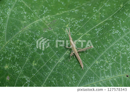 Lepidoptera litura 127578343