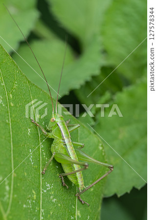 蚱蜢幼蟲 蚱蜢幼蟲 127578344