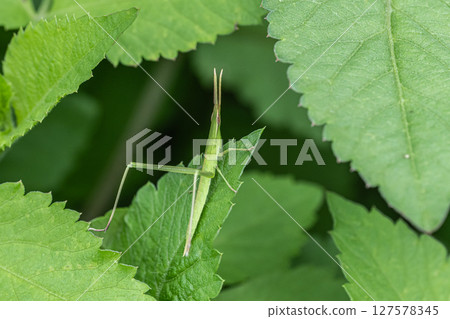 Lepidoptera litura 127578345