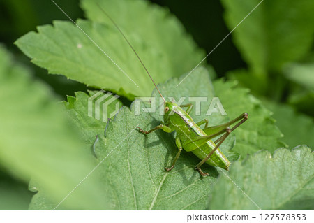 Grasshopper larva Grasshopper larva 127578353