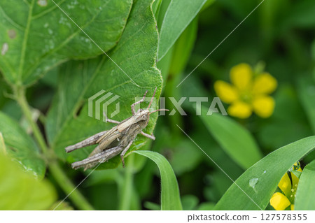 Grasshopper final instar larva Grasshopper final instar larva 127578355