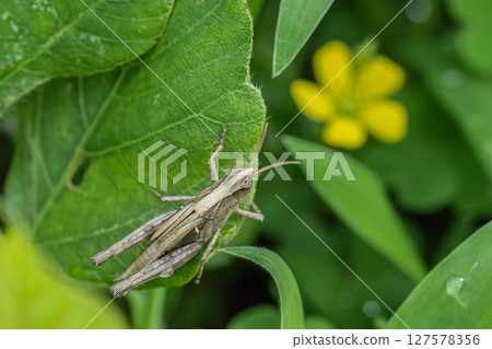 Grasshopper final instar larva Grasshopper final instar larva 127578356