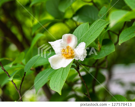 初夏盛開的白色夏山茶 127578413