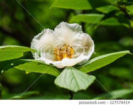 初夏盛開的白色夏山茶 127578414