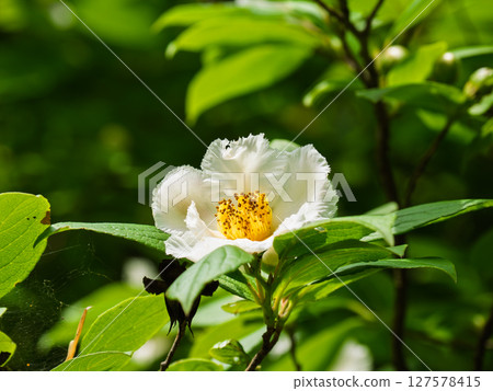 初夏盛開的白色夏山茶 127578415