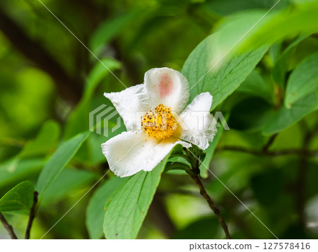 初夏盛開的白色夏山茶 127578416