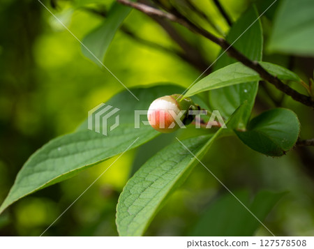Summer camellia buds blooming in early summer 127578508