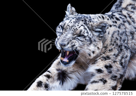 雪豹，雪山之王 127578515