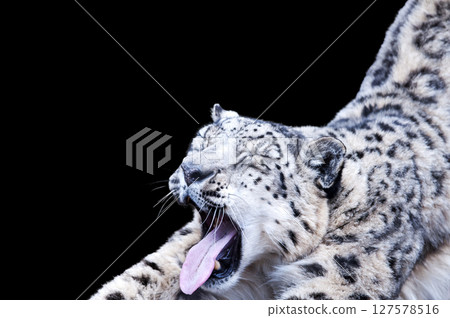 Snow leopard, king of the snowy mountains 127578516