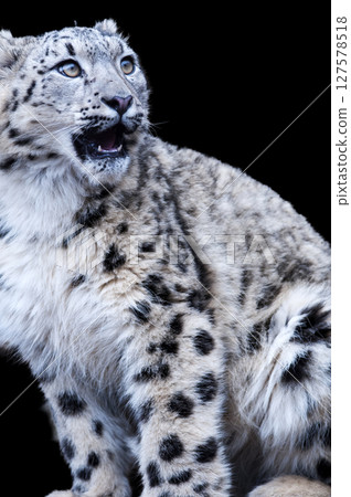Snow leopard, king of the snowy mountains 127578518