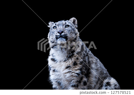 Snow leopard, king of the snowy mountains 127578521