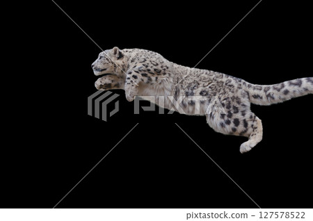 Snow leopard, king of the snowy mountains 127578522