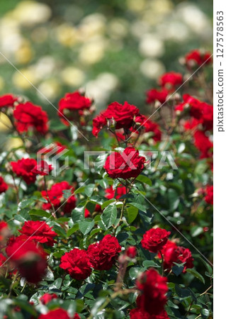 Various roses 127578563