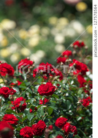 Various roses 127578564