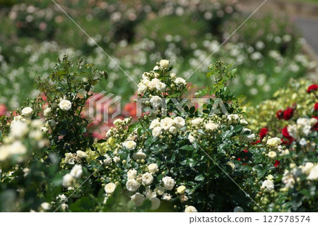各種玫瑰 127578574