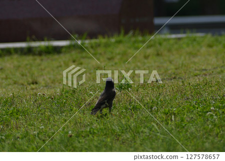 野鳥 127578657