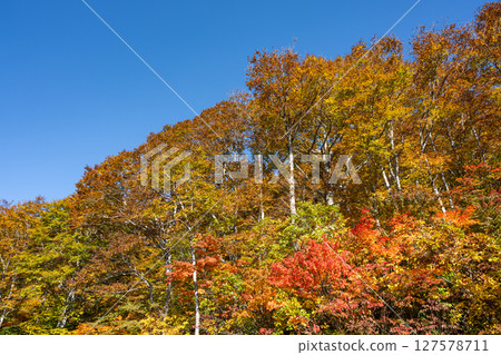 A clear autumn day in the forest of Arimine 127578711